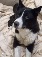 Собаки и кошки в добрые руки