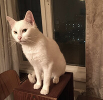 Собаки и кошки в добрые руки