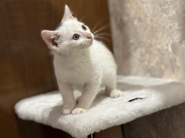 Собаки и кошки в добрые руки