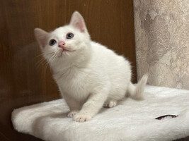 Собаки и кошки в добрые руки