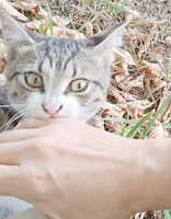 Собаки и кошки в добрые руки