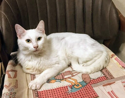 Собаки и кошки в добрые руки