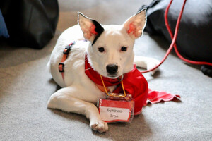 Собаки и кошки в добрые руки