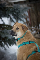 Собаки и кошки в добрые руки