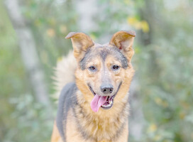 Собаки и кошки в добрые руки