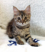 Собаки и кошки в добрые руки