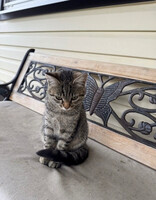 Собаки и кошки в добрые руки