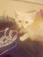 Собаки и кошки в добрые руки