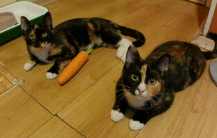 Собаки и кошки в добрые руки