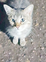 Собаки и кошки в добрые руки