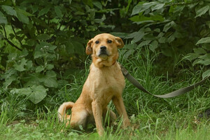 Собаки и кошки в добрые руки