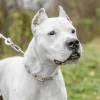 Собаки и кошки в добрые руки