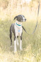 Собаки и кошки в добрые руки