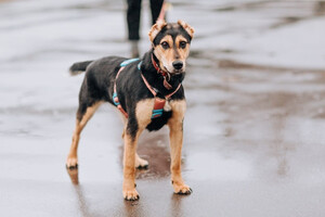 Собаки и кошки в добрые руки