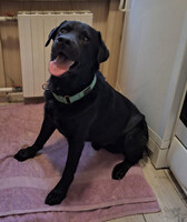 Собаки и кошки в добрые руки