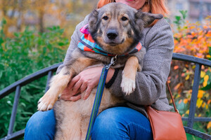 Собаки и кошки в добрые руки