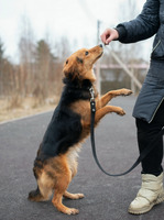 Собаки и кошки в добрые руки