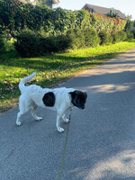 Собаки и кошки в добрые руки