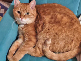 Собаки и кошки в добрые руки