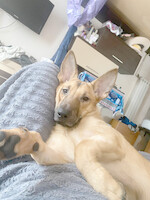 Собаки и кошки в добрые руки