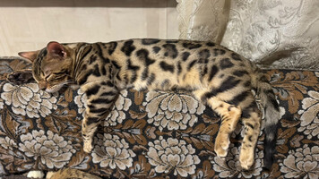 Собаки и кошки в добрые руки