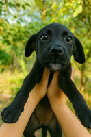 Собаки и кошки в добрые руки