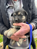 Собаки и кошки в добрые руки