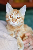 Собаки и кошки в добрые руки