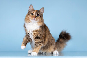 Собаки и кошки в добрые руки