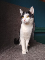 Собаки и кошки в добрые руки