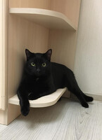 Собаки и кошки в добрые руки