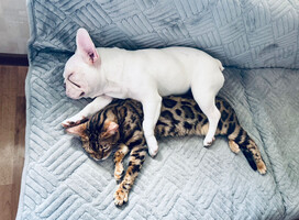 Собаки и кошки в добрые руки