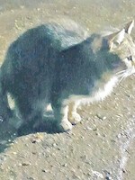 Собаки и кошки в добрые руки