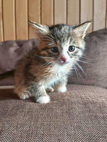 Собаки и кошки в добрые руки