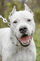 Собаки и кошки в добрые руки