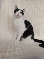 Собаки и кошки в добрые руки