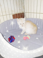 Собаки и кошки в добрые руки