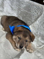 Собаки и кошки в добрые руки