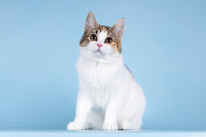 Собаки и кошки в добрые руки