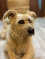 Собаки и кошки в добрые руки