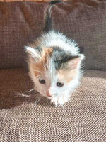 Собаки и кошки в добрые руки