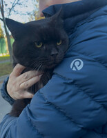 Собаки и кошки в добрые руки