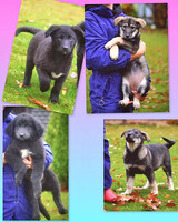 Собаки и кошки в добрые руки