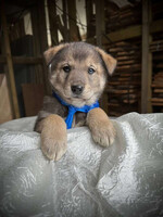 Собаки и кошки в добрые руки