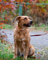 Собаки и кошки в добрые руки