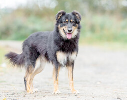 Собаки и кошки в добрые руки