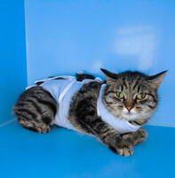 Собаки и кошки в добрые руки