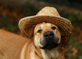 Собаки и кошки в добрые руки