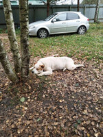 Собаки и кошки в добрые руки