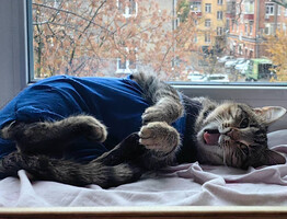 Собаки и кошки в добрые руки